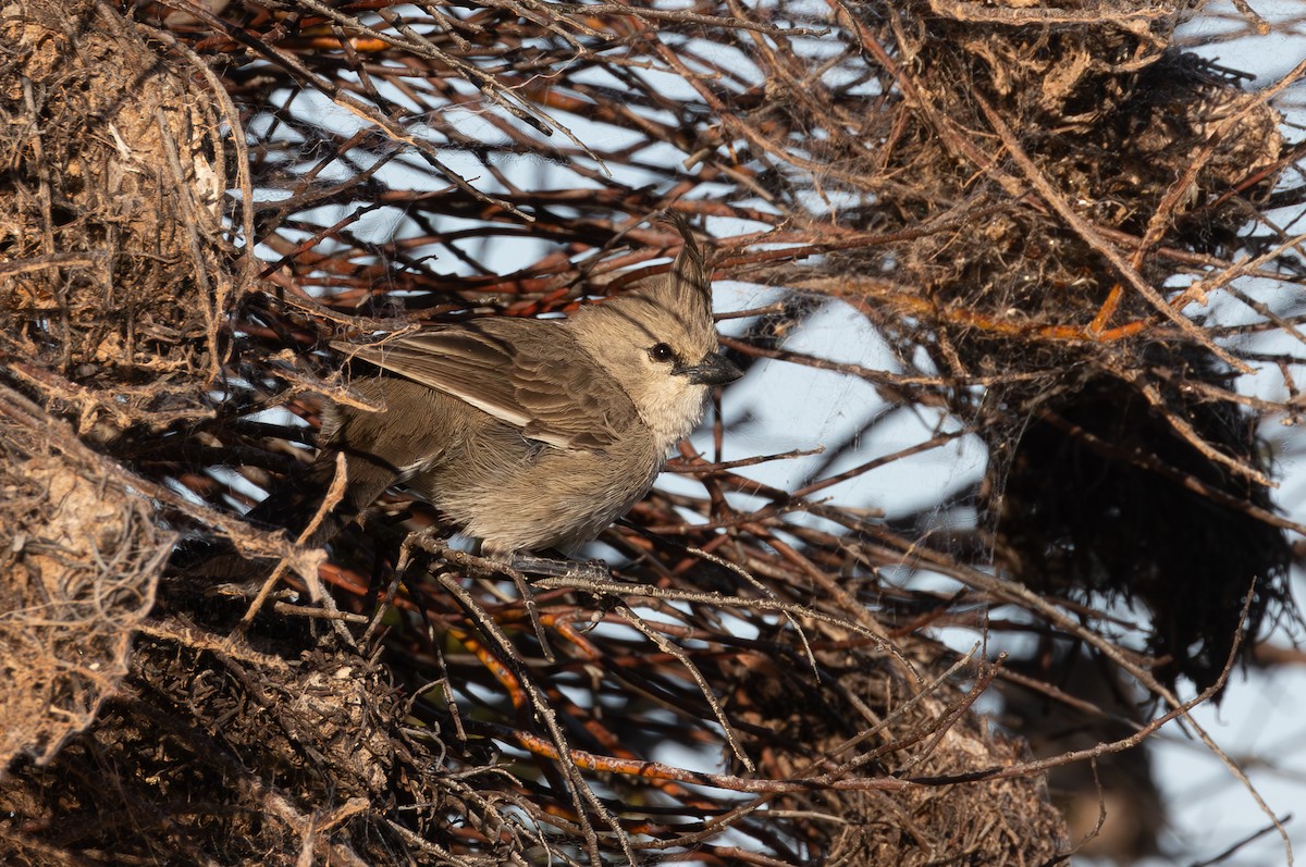 Chirruping Wedgebill - shorty w