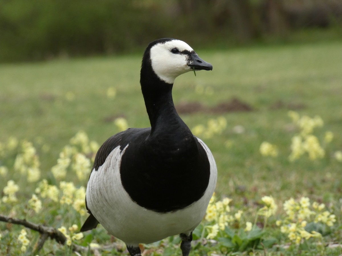 Barnacle Goose - ML616887983