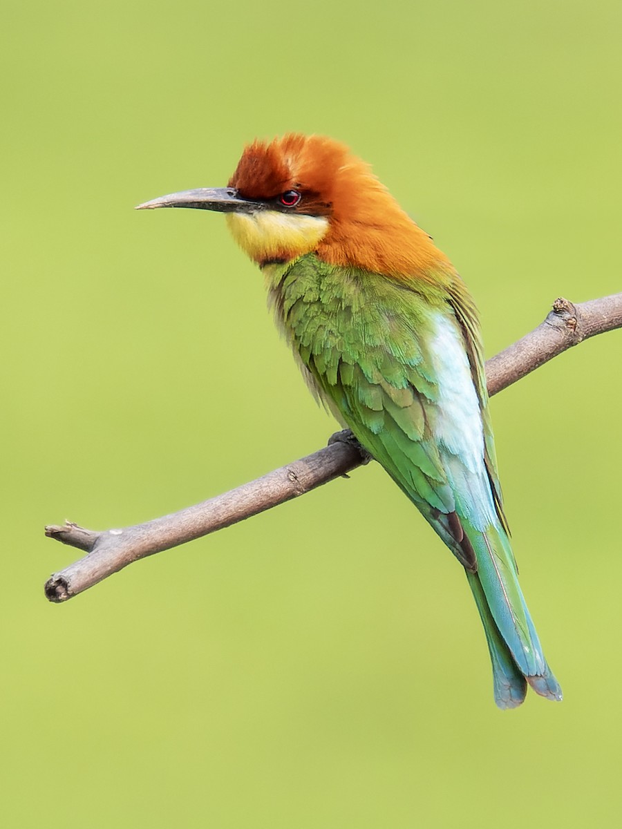 Chestnut-headed Bee-eater - ML616888009