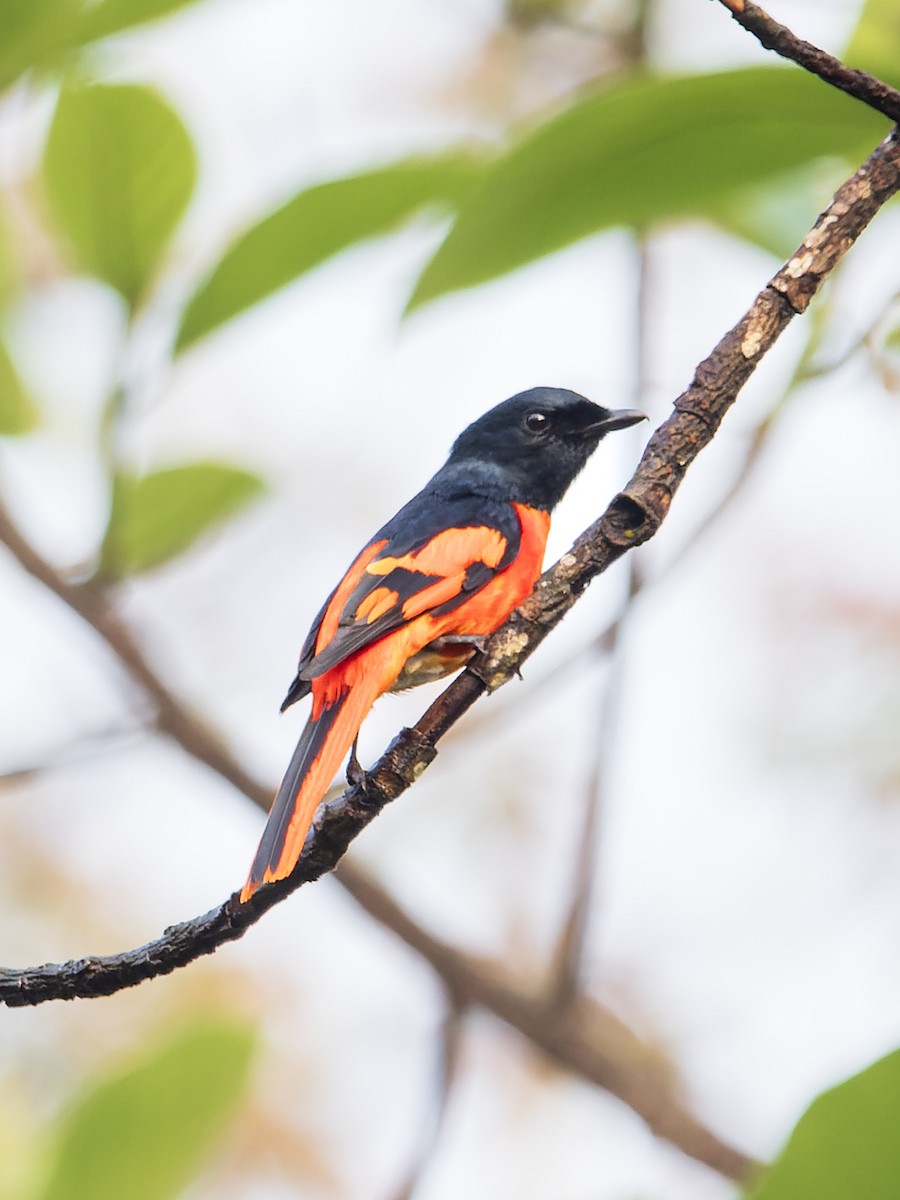 Scarlet Minivet - Debasis Das