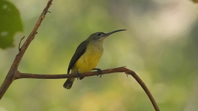 Little Spiderhunter - ML616888015