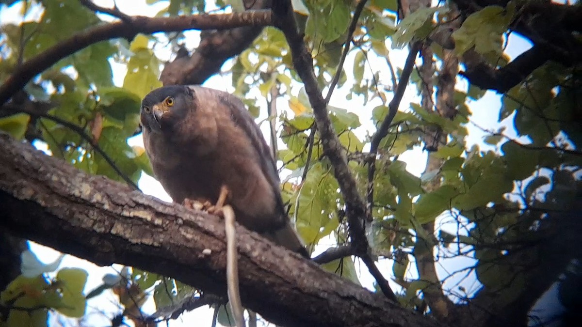 Crested Serpent-Eagle - ML616888023