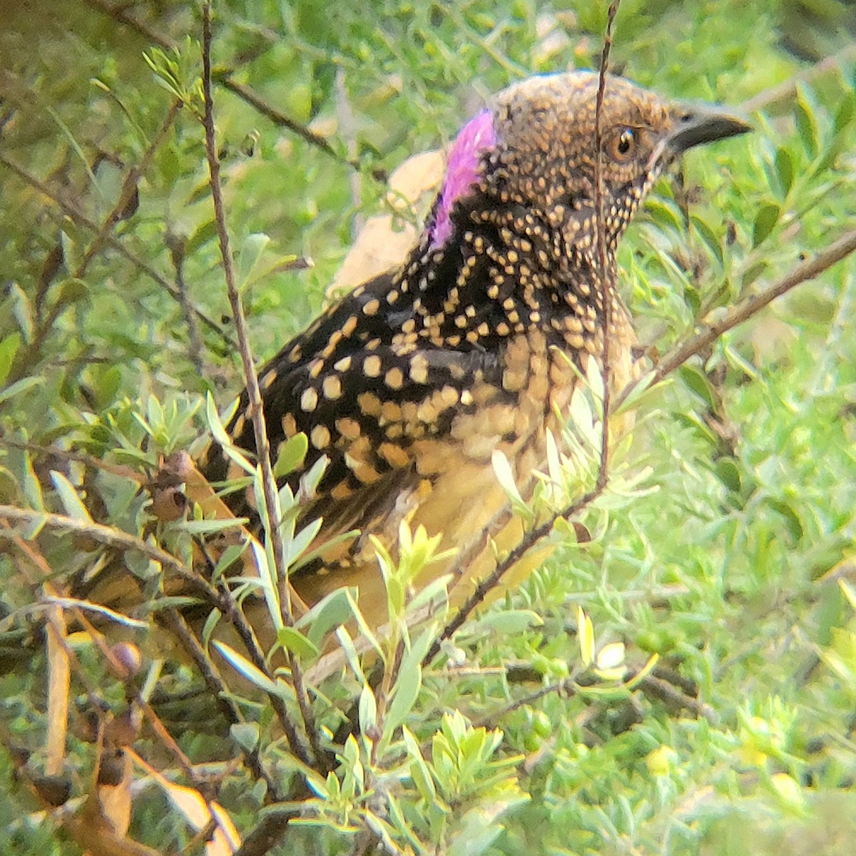 Western Bowerbird - Elaine Tan