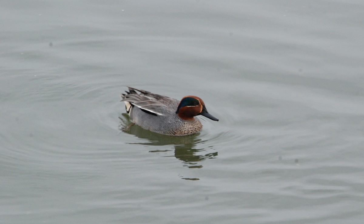 Green-winged Teal - Cal Stuebner