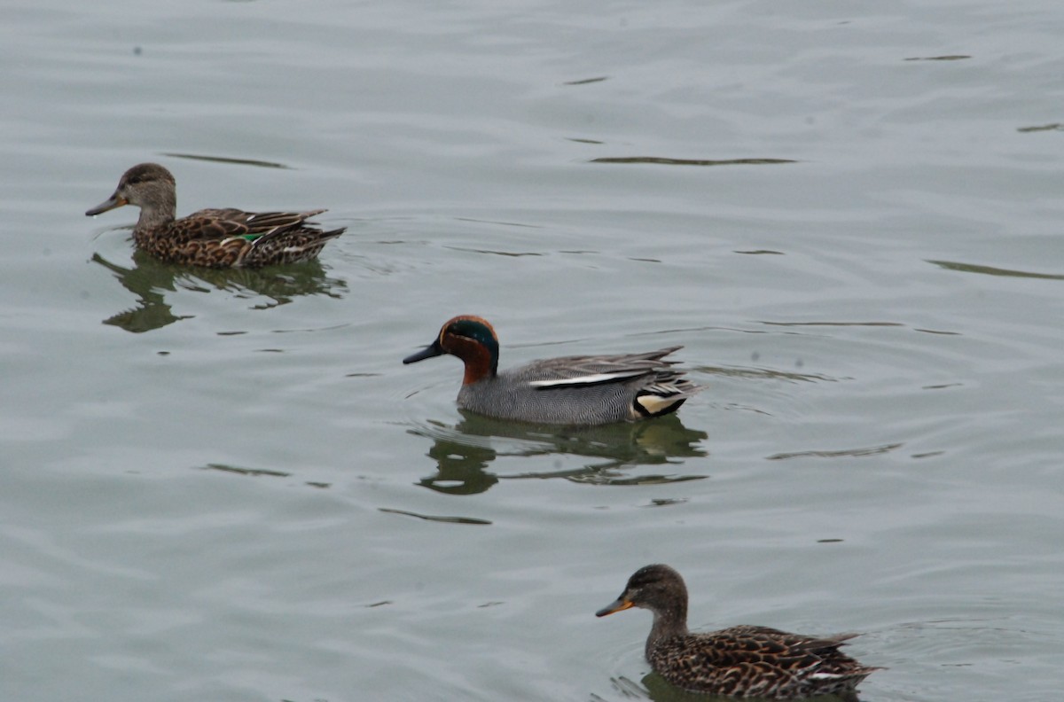 Green-winged Teal - ML616888057