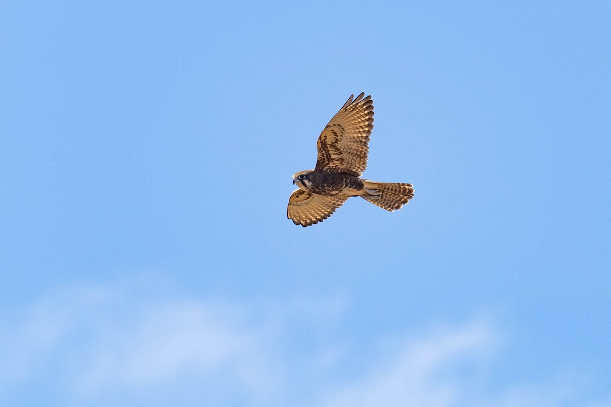 Brown Falcon - ML616888062