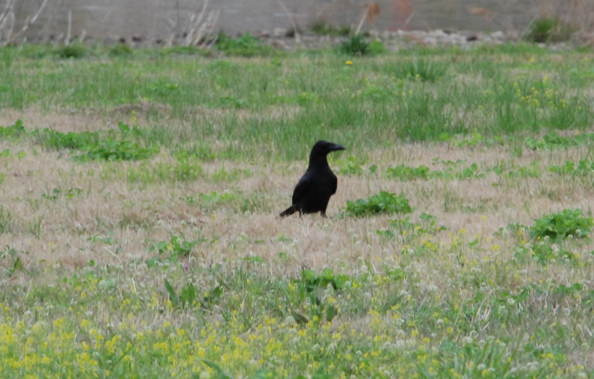 Large-billed Crow - ML616888091