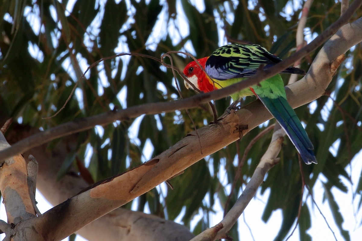 Eastern Rosella - ML616888129