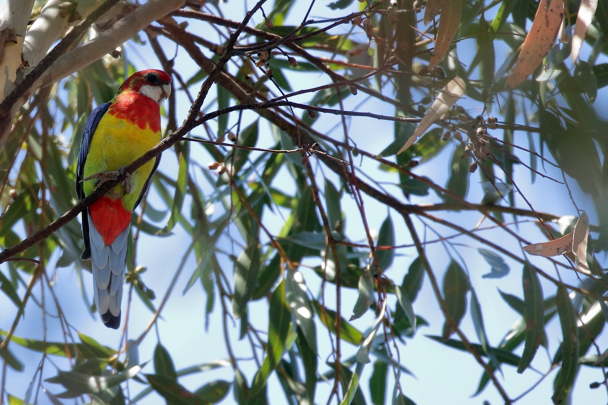 Eastern Rosella - ML616888130