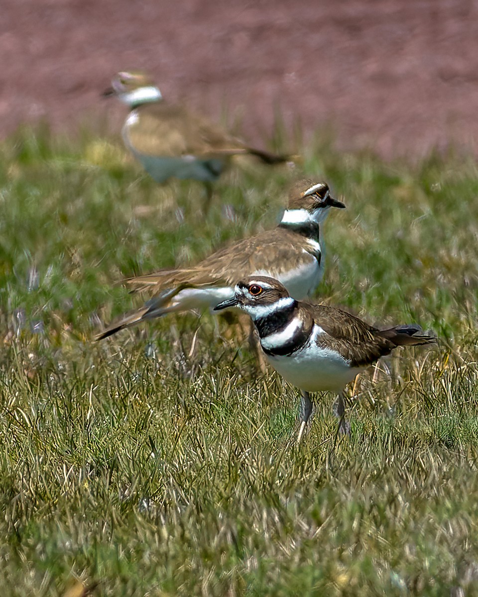 Killdeer - Sandra Beltrao