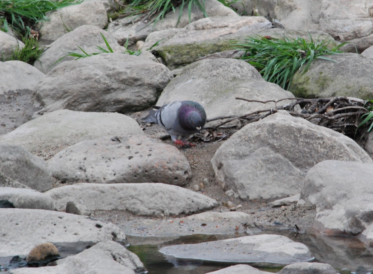 Rock Pigeon (Feral Pigeon) - ML616888150