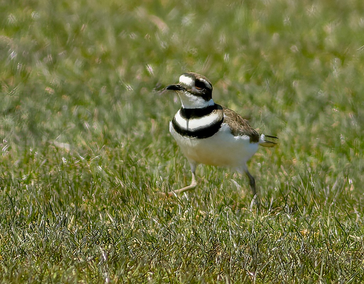 Killdeer - ML616888155