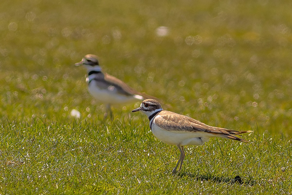 Killdeer - ML616888160