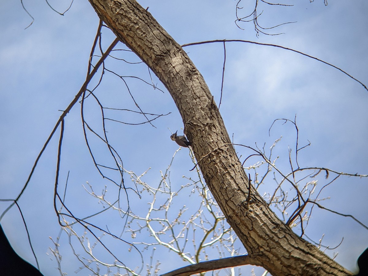 Arizona Woodpecker - Kate Culhane