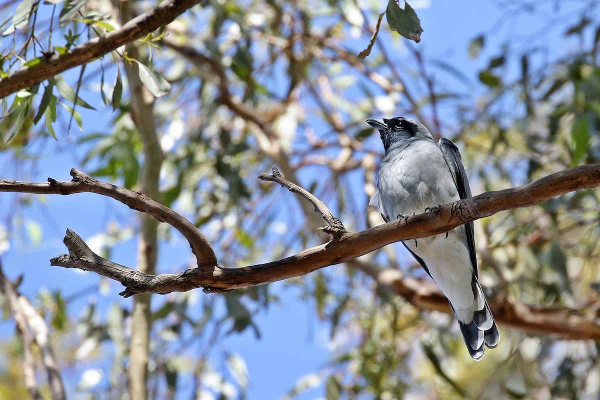 Black-faced Cuckooshrike - ML616888171