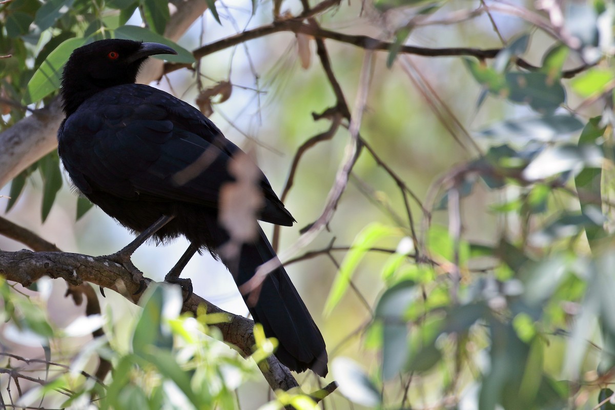 White-winged Chough - ML616888185