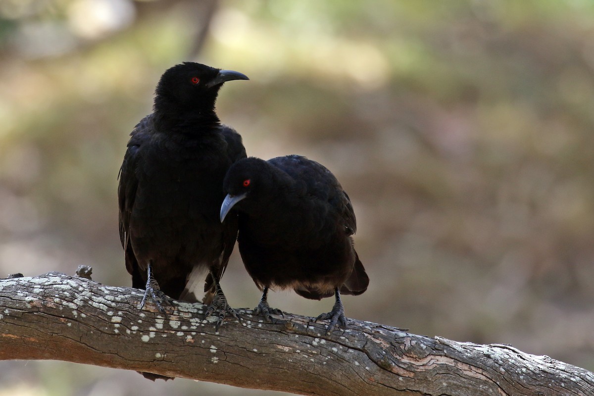 White-winged Chough - ML616888186