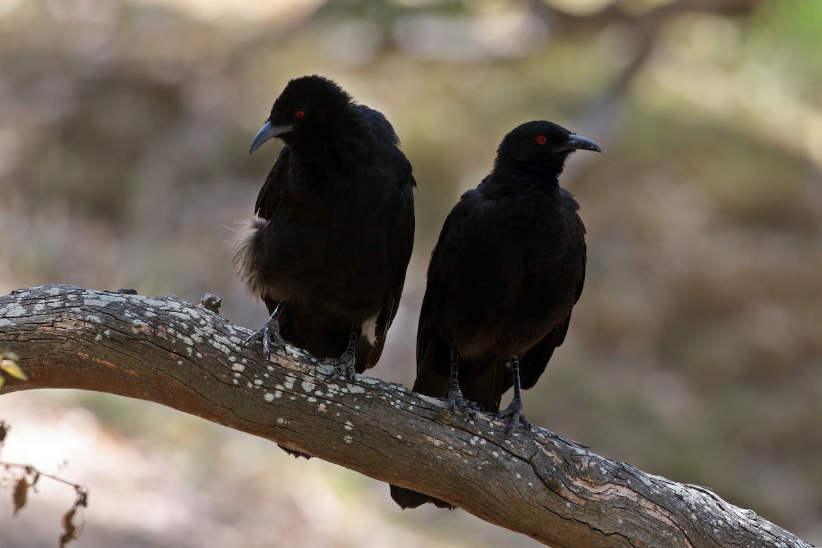 White-winged Chough - ML616888187