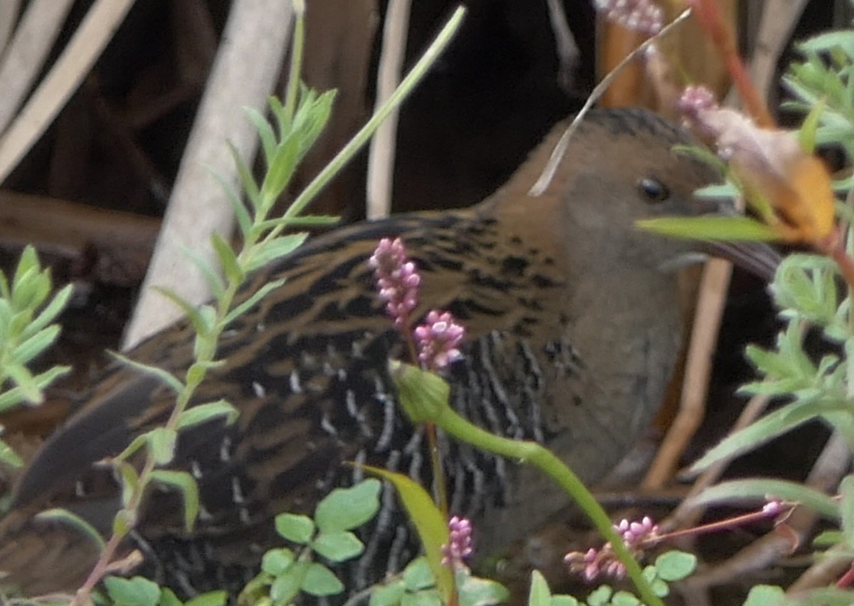 Lewin's Rail - ML616888215