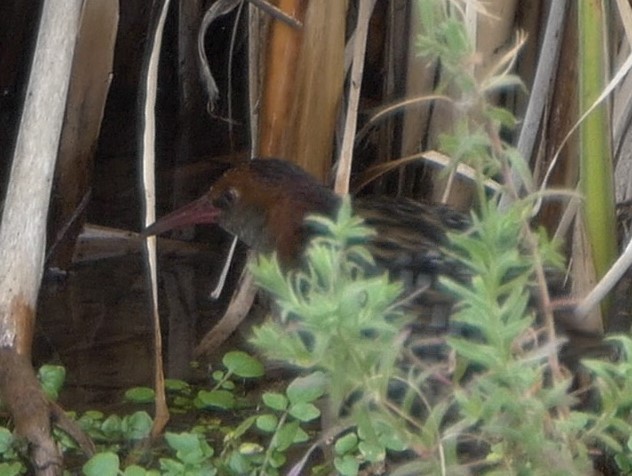 Lewin's Rail - ML616888216