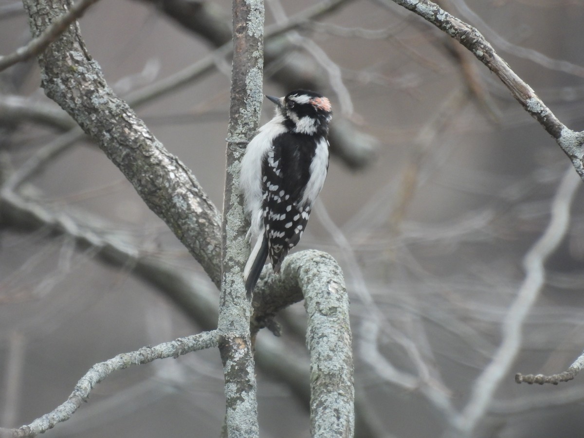 Downy Woodpecker - ML616888223