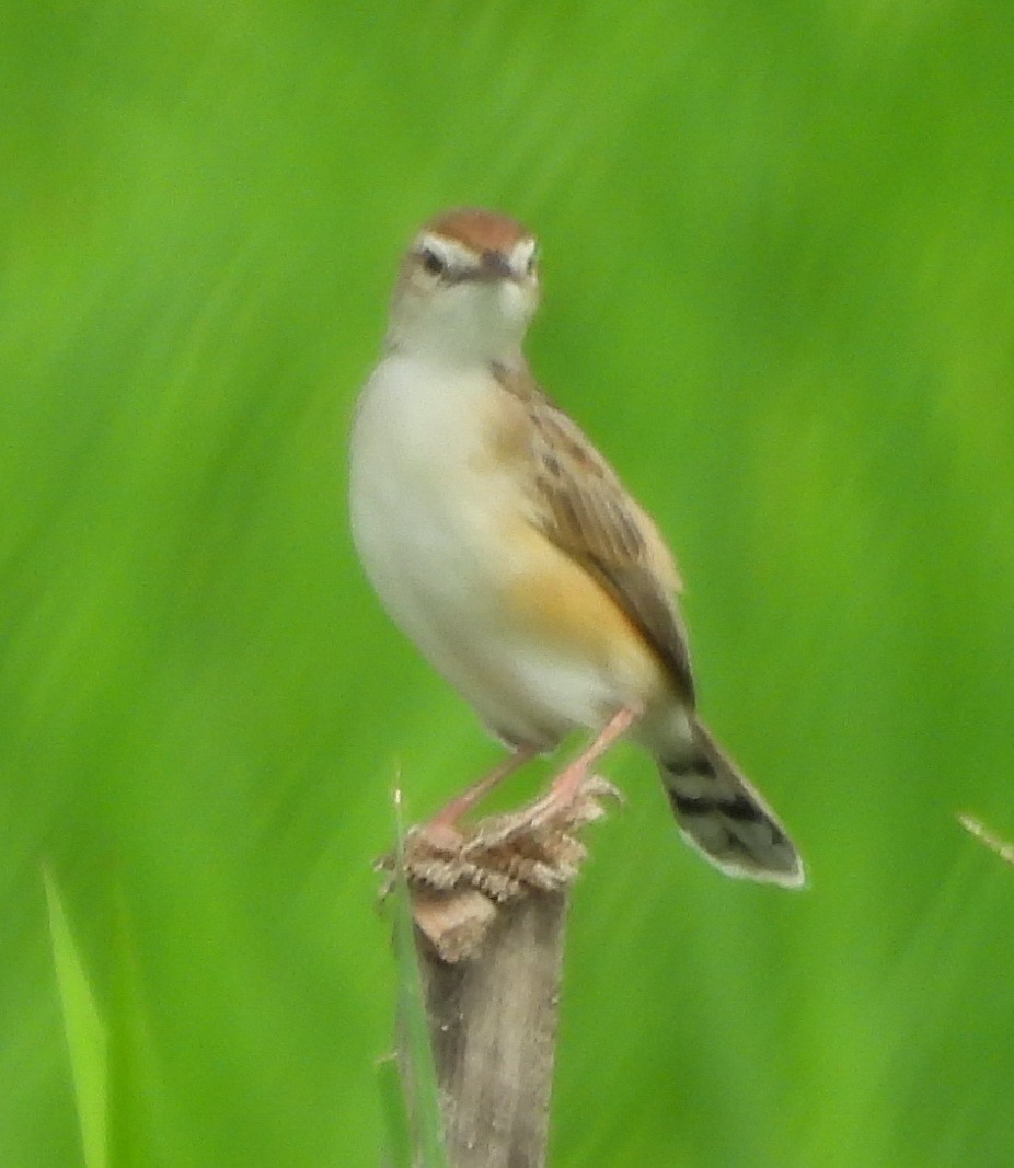 Zitting Cisticola (Double Zitting) - ML616888229