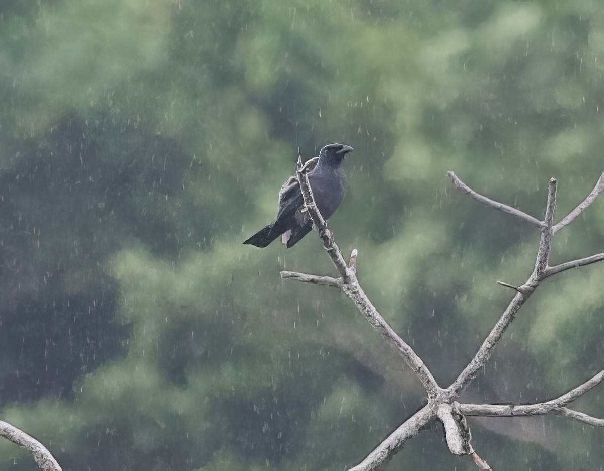 North Melanesian Cuckooshrike - John Gregory