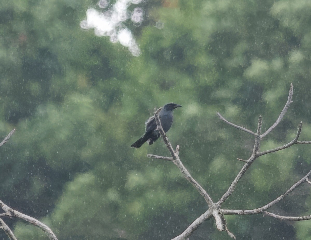 North Melanesian Cuckooshrike - John Gregory