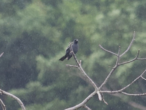 North Melanesian Cuckooshrike - John Gregory