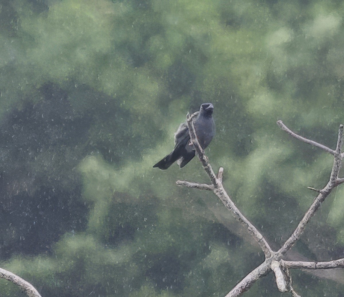 North Melanesian Cuckooshrike - John Gregory