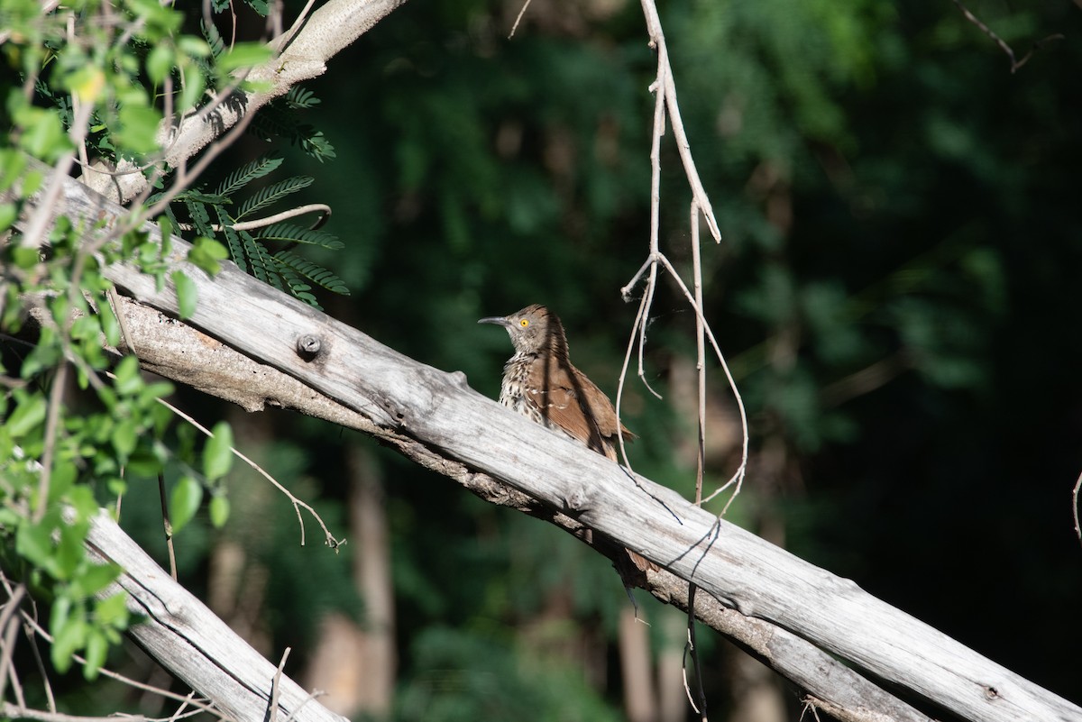 Long-billed Thrasher - ML616888310