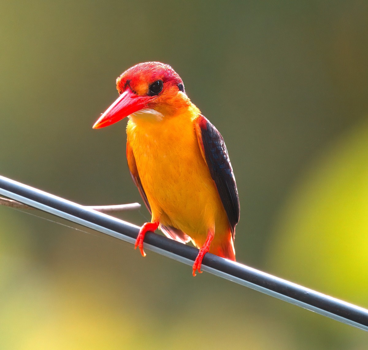 Black-backed Dwarf-Kingfisher - ML616888320