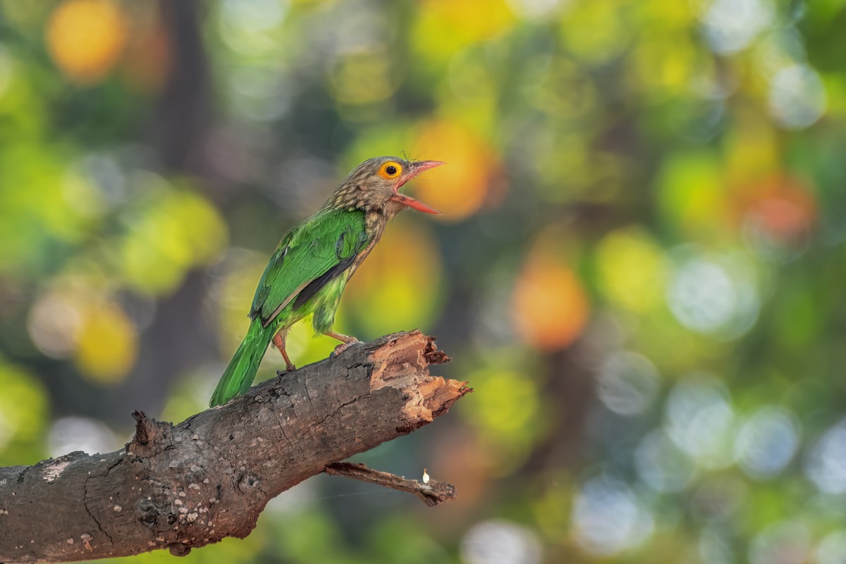 Lineated Barbet - Rahul Chakraborty