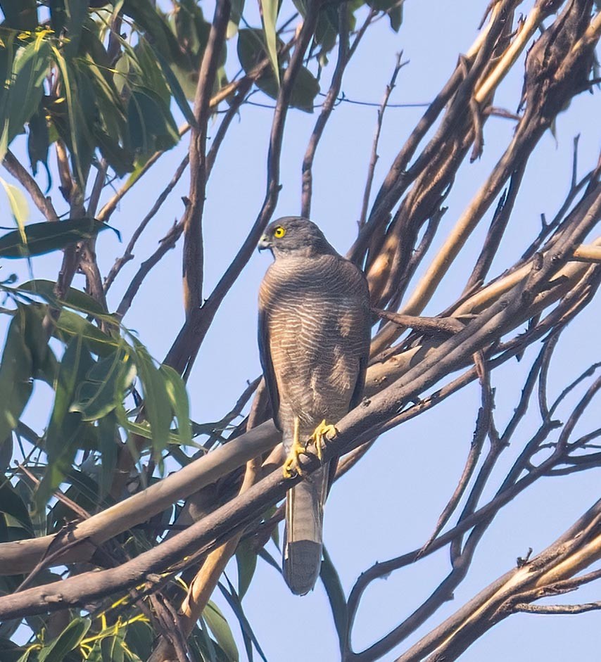 Collared Sparrowhawk - ML616888348