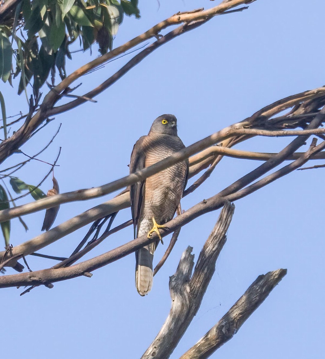 Collared Sparrowhawk - ML616888349