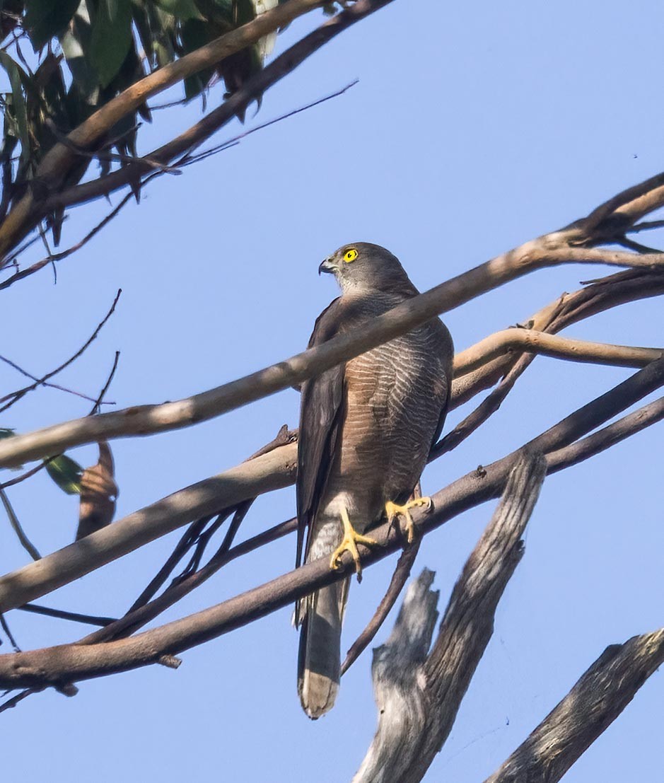 Collared Sparrowhawk - ML616888350