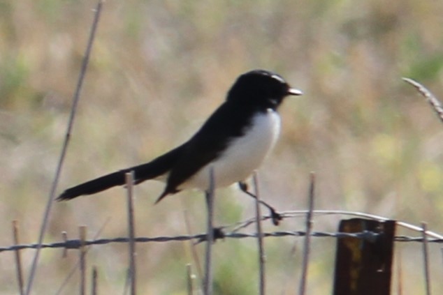 Willie-wagtail - ML616888357
