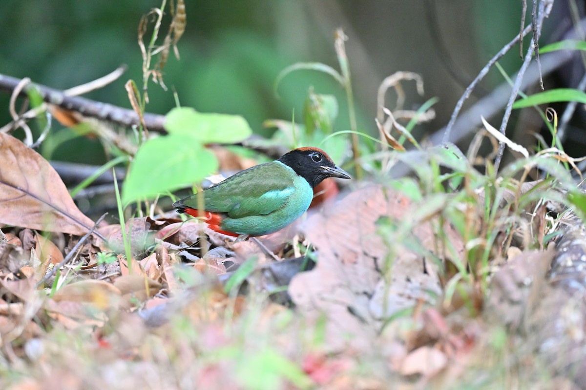 Nicobar Hooded Pitta - Nawal Ahuja