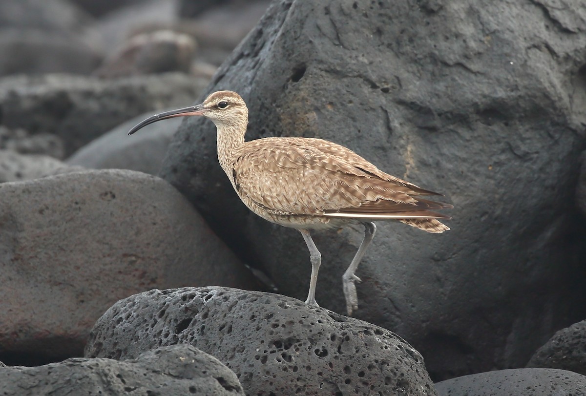 Whimbrel (Hudsonian) - ML616888414