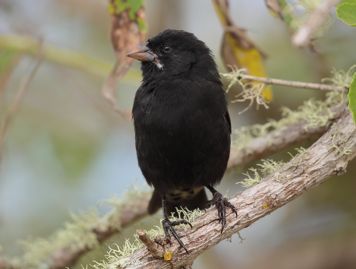 Small Ground-Finch - ML616888444