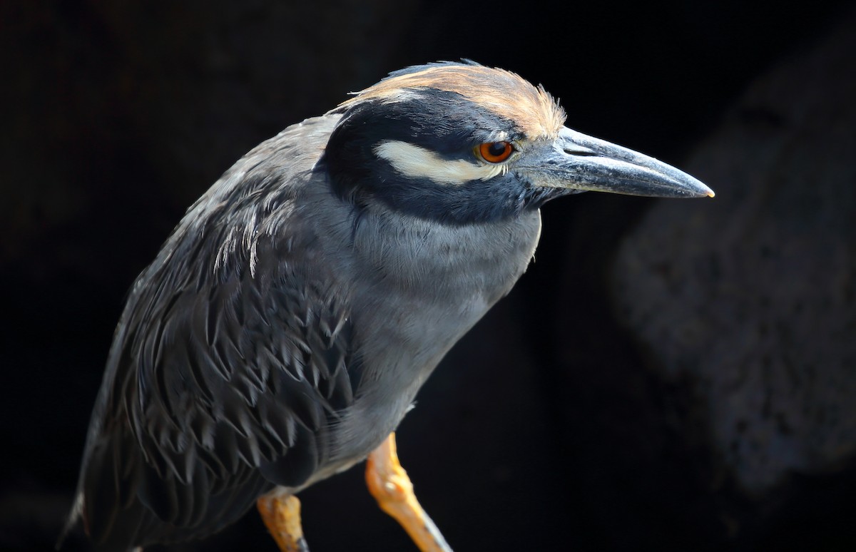 Yellow-crowned Night Heron (Galapagos) - ML616888455