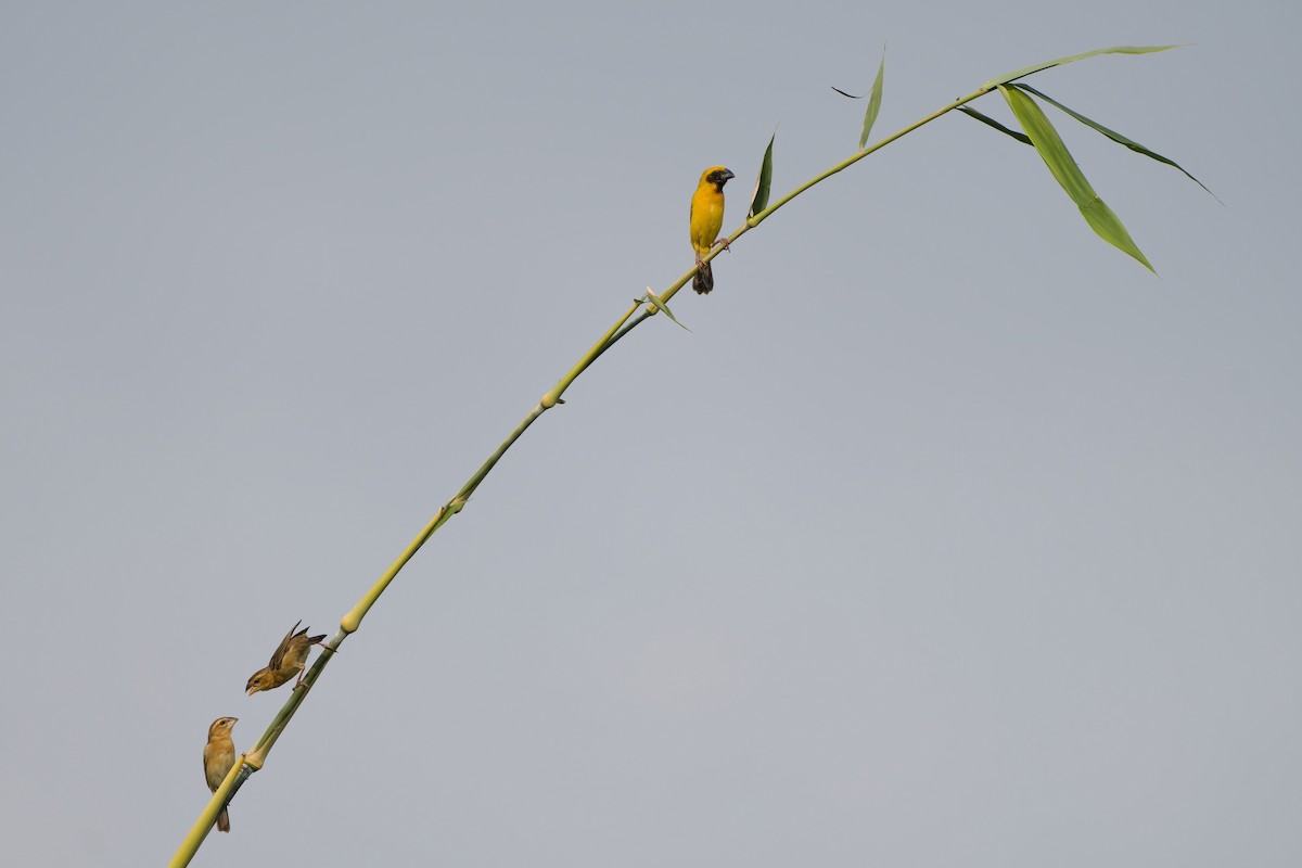 Asian Golden Weaver - ML616888459