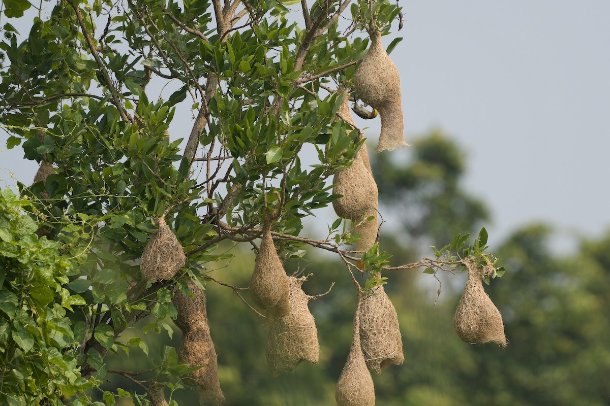 Baya Weaver - Sam Hambly