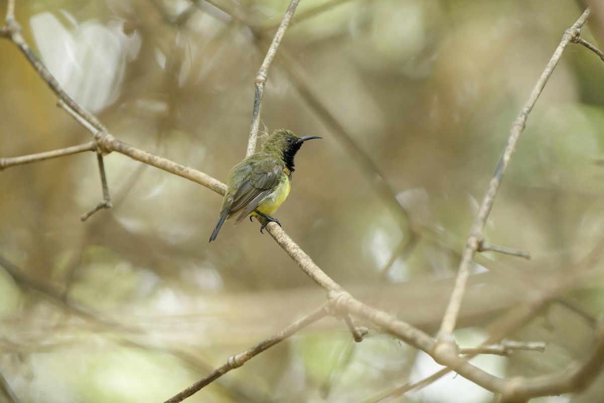 Ornate Sunbird (Ornate) - Sam Hambly