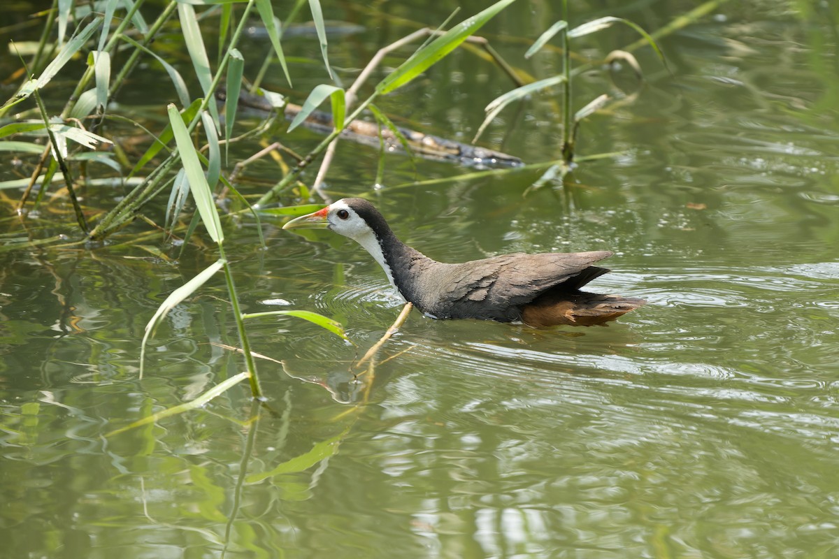 White-breasted Waterhen - Sam Hambly