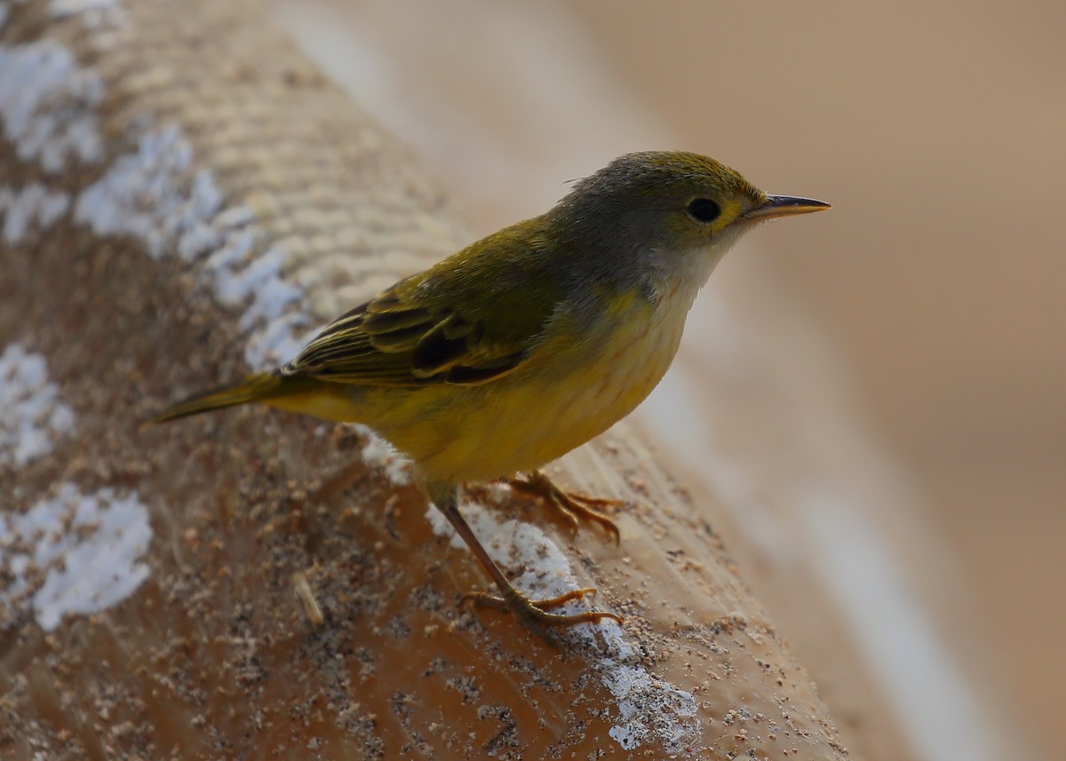 Yellow Warbler (Galapagos) - ML616888471