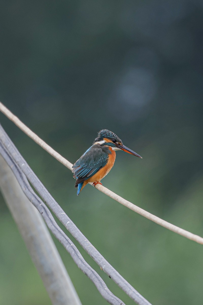 Common Kingfisher - Cheuk Hin Cheng