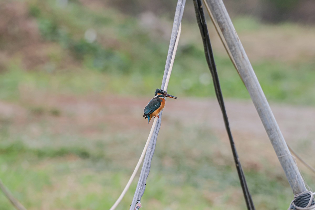 Common Kingfisher - Cheuk Hin Cheng