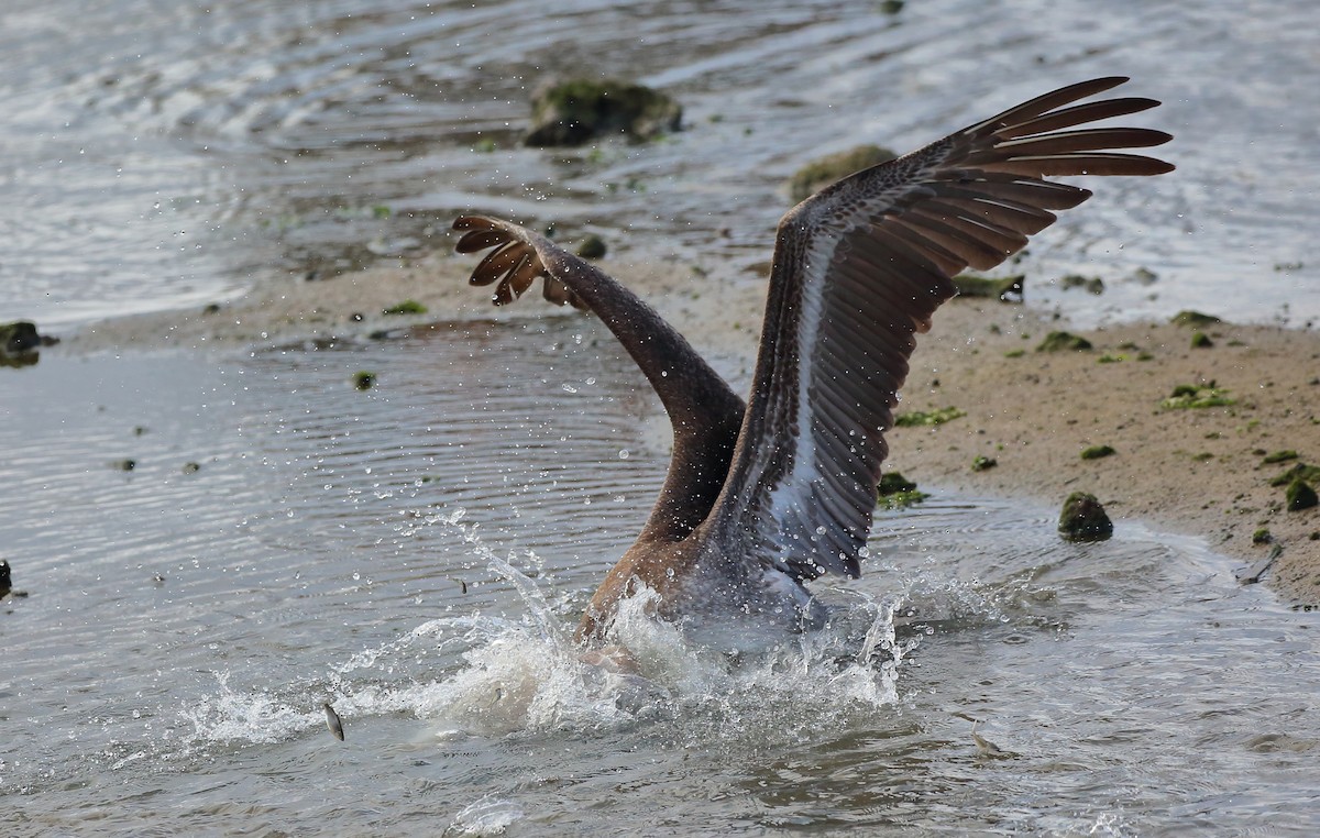 Brown Pelican (Galapagos) - ML616888513