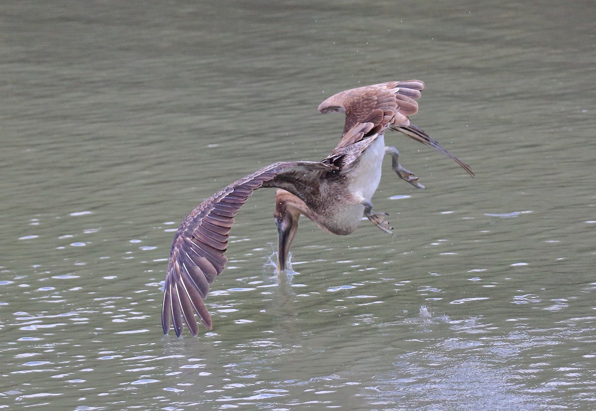 Brown Pelican (Galapagos) - ML616888517